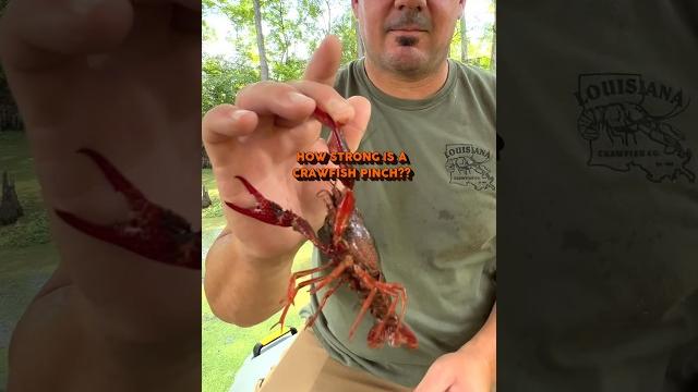 How strong is a crawfish pinch?! #crawfish #louisiana #seafood #cajun #crawfishboil #animalfacts How strong is a crawfish pinch?! #crawfish #louisiana #seafood #cajun #crawfishboil #animalfacts