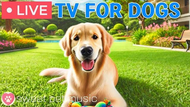 24 hours of dog tvsleep aid music for dogsrelaxing dog music for stress and anxiety relief 24 hours of dog tvsleep aid music for dogsrelaxing dog music for stress and anxiety relief