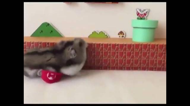 Super mario bros. (hamster edition) Super mario bros. (hamster edition)