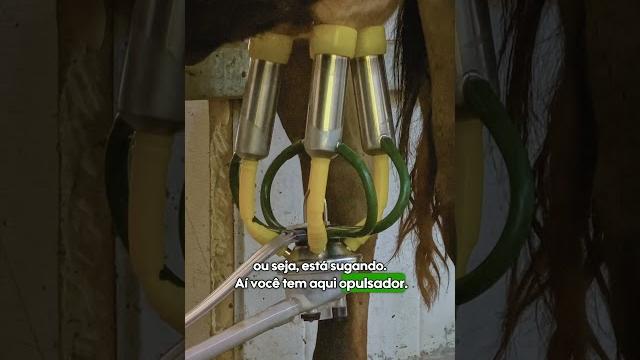 Sabia que ela funciona desse jeito? ordenhadeira Sabia que ela funciona desse jeito? ordenhadeira