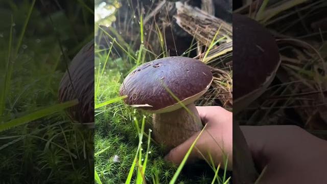 拍一拍“森林里的小蘑菇”,跟着网友沉浸式采蘑菇,声音太治愈!|中国-云南临沧 美味食品 大自然馈赠 #mushroom #food #wildplant #shorts #china 拍一拍“森林里的小蘑菇”,跟着网友沉浸式采蘑菇,声音太治愈!|中国-云南临沧 美味食品 大自然馈赠 #mushroom #food #wildplant #shorts #china