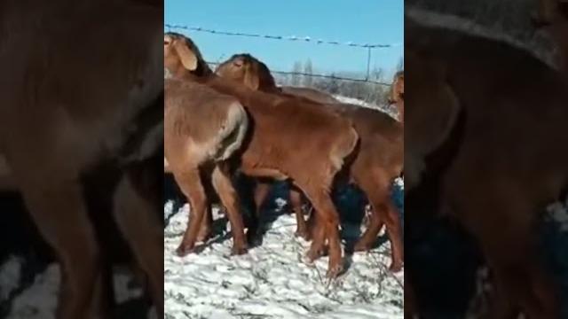 Базар баасы Базар баасы