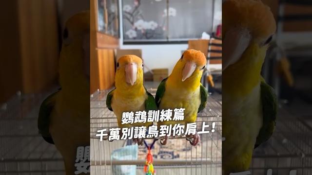 鸚鵡訓練篇 千萬別讓鳥到你肩上!#毛孩星球 #pawstalker #寵物好好聊 #petsplanet #訓練 #寵物鳥 #鸚鵡 #鳥奴 #鳥類行為 #動物訓練 #鳥類知識 鸚鵡訓練篇 千萬別讓鳥到你肩上!#毛孩星球 #pawstalker #寵物好好聊 #petsplanet #訓練 #寵物鳥 #鸚鵡 #鳥奴 #鳥類行為 #動物訓練 #鳥類知識