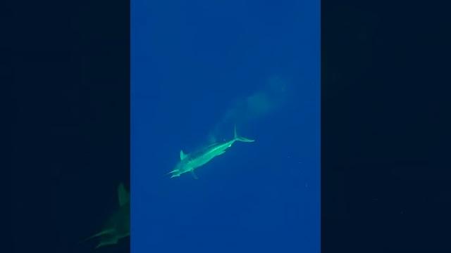 Massive marlin headshot (filmed by @aimrite) Massive marlin headshot (filmed by @aimrite)