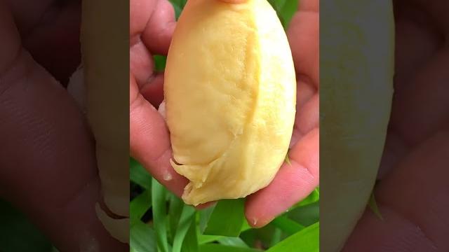 Oddly satisfying durian fresh fruit cutting in my farm | how to cut fruit in my farm #shorts Oddly satisfying durian fresh fruit cutting in my farm | how to cut fruit in my farm #shorts