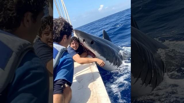 Shark leaps onto ship's bow to attack sailors#thrilling moment#shark attack#sailors#bow crisis Shark leaps onto ship's bow to attack sailors#thrilling moment#shark attack#sailors#bow crisis