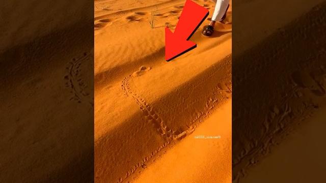 Something like that came out of the sand !!! ️ Something like that came out of the sand !!! ️