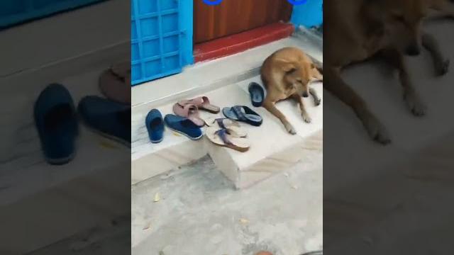 #dog2024shorts#viral777#ufnny#dogs #dog2024shorts#viral777#ufnny#dogs