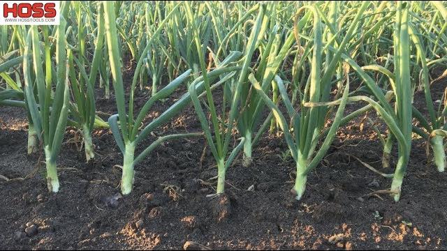 The 2 most important tips for growing big onions The 2 most important tips for growing big onions