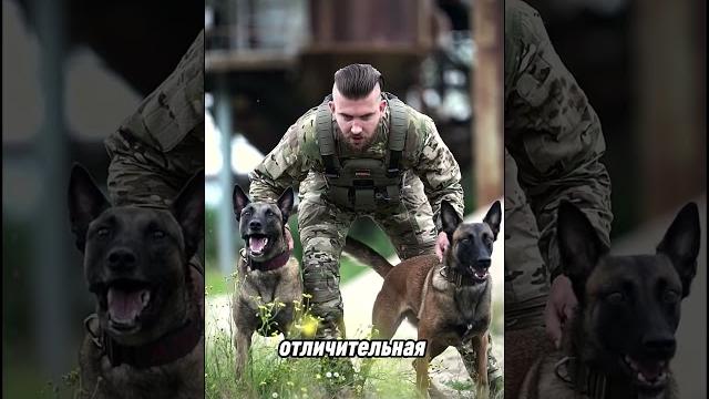 Самая опасная собака Самая опасная собака