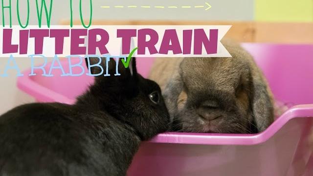 How to litter train a rabbit How to litter train a rabbit