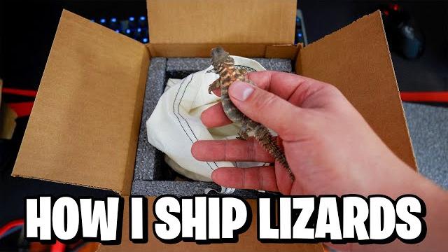 How to ship live reptiles How to ship live reptiles