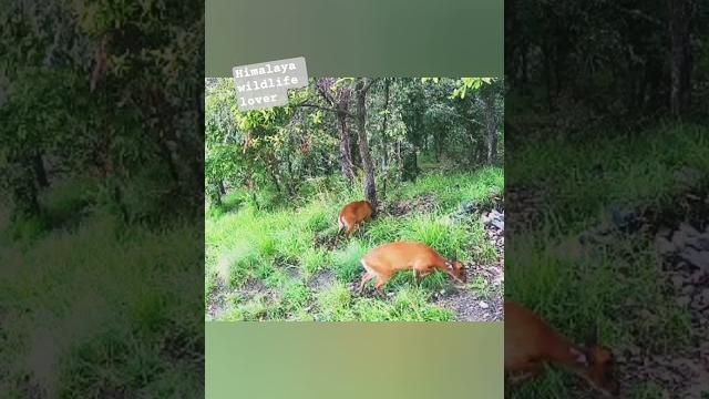 "jungle queen – a calm encounter with female barking deer "#nature #animals #naturelovers #himalaya "jungle queen – a calm encounter with female barking deer "#nature #animals #naturelovers #himalaya