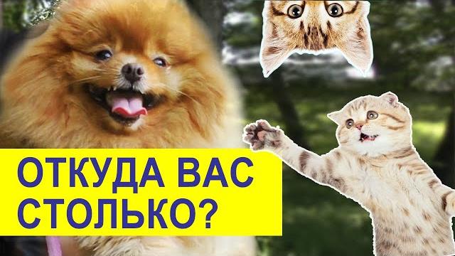Влог. шпицам везет на котов. релакс для собак Влог. шпицам везет на котов. релакс для собак