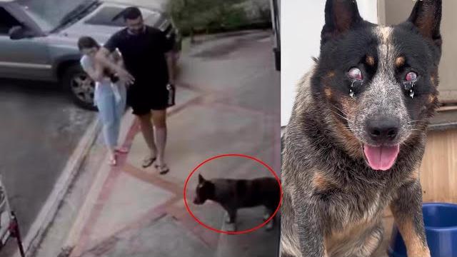 "don’t be afraid, we’ll love you" the couple found anbandoned lind dog while walking on the street! "don’t be afraid, we’ll love you" the couple found anbandoned lind dog while walking on the street!
