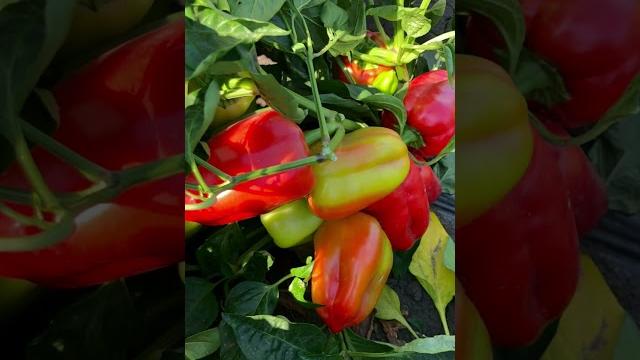 Три перца, которые завалят вас урожаем! Три перца, которые завалят вас урожаем!