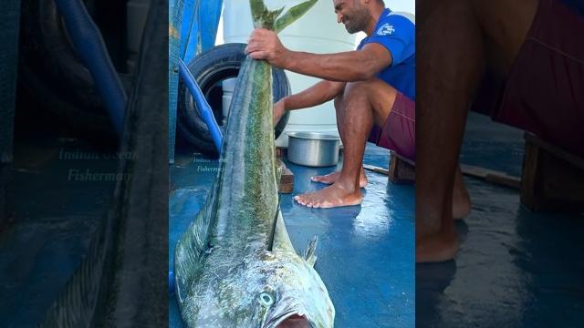 Yummy! mahi mahi fish sukka curry making in the sea #shorts #seafood #indianoceanfisherman Yummy! mahi mahi fish sukka curry making in the sea #shorts #seafood #indianoceanfisherman