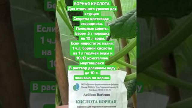 Борная кислота.для отличного урожая для огурцов Борная кислота.для отличного урожая для огурцов