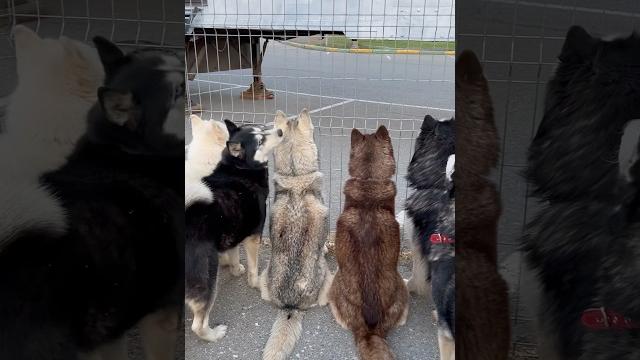Русские сдавайтесь Русские сдавайтесь