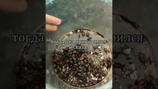 Никогда и ни за что не собирайте колорадского жука руками! секретное средство от старого садовода! Никогда и ни за что не собирайте колорадского жука руками! секретное средство от старого садовода!
