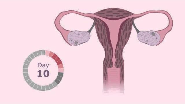 The menstrual cycle The menstrual cycle