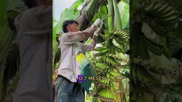 Why do we cut down trees to harvest bananas Why do we cut down trees to harvest bananas