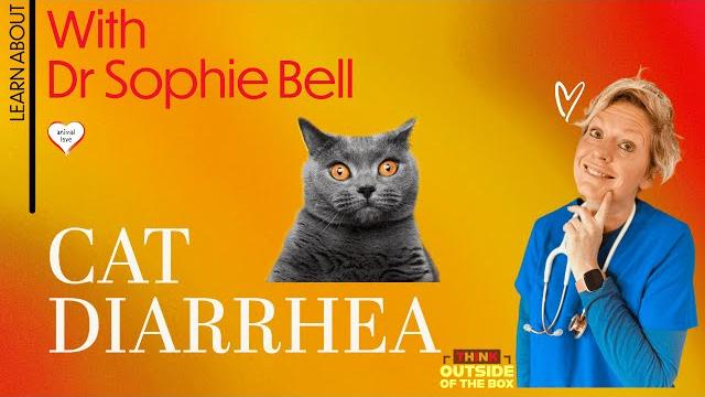 Cat diarrhea - learn about the signs and symptoms - what to do if your cat or kitten has diarrhoea Cat diarrhea - learn about the signs and symptoms - what to do if your cat or kitten has diarrhoea