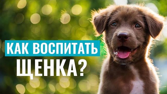 Щенок кусается? воспитание щенка без агрессии: решение проблемы кусательного поведения Щенок кусается? воспитание щенка без агрессии: решение проблемы кусательного поведения