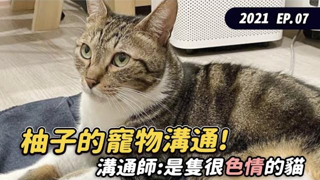 【2021柚子的寵物溝通!溝通師:是隻很色情的貓】#寵物溝通 ep.7 志銘與狸貓 【2021柚子的寵物溝通!溝通師:是隻很色情的貓】#寵物溝通 ep.7 志銘與狸貓