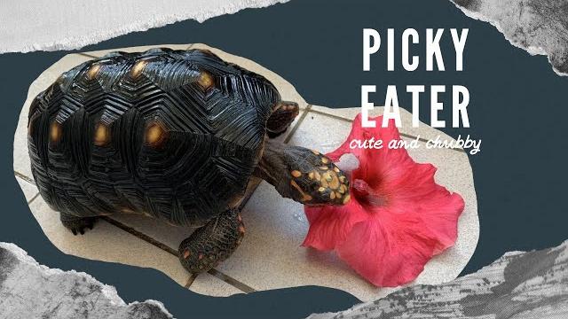 挑食的紅腿象龜黑胖 a picky little tortoise│猩巴達 挑食的紅腿象龜黑胖 a picky little tortoise│猩巴達