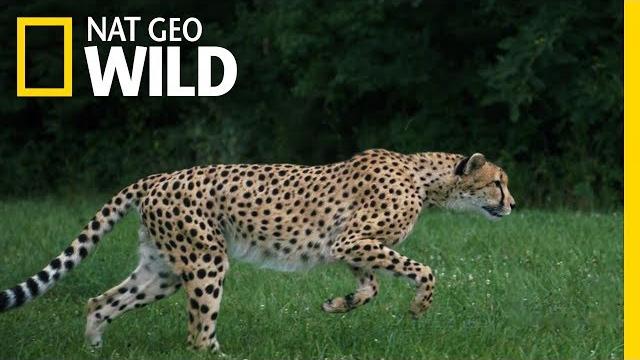 Cheetahs 101 | nat geo wild Cheetahs 101 | nat geo wild