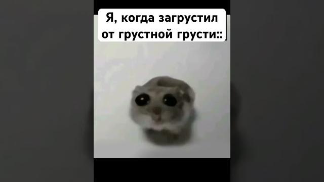 Грустный хомяк грустит от грусти #мемы #meme #хомяк Грустный хомяк грустит от грусти #мемы #meme #хомяк