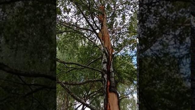 Как разорвало дерево в б. болдино Как разорвало дерево в б. болдино