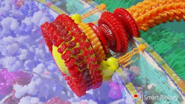 Bacterial flagellum Bacterial flagellum