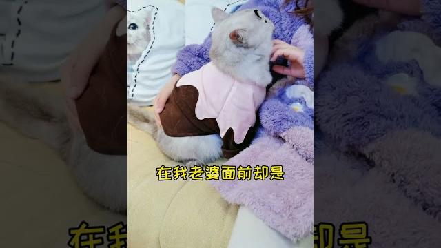 老婆怀孕后,猫咪有了两幅面孔#shorts #catvideo #catfunny 老婆怀孕后,猫咪有了两幅面孔#shorts #catvideo #catfunny