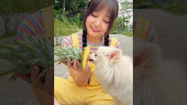 Kkubi took his puppy to grow pineapples Kkubi took his puppy to grow pineapples
