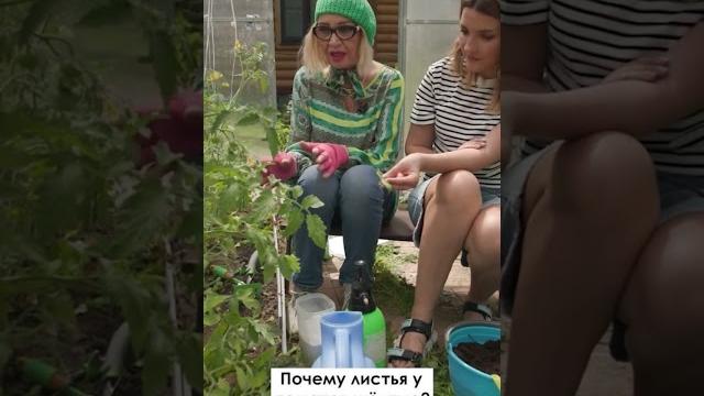 Почему листья томаты в желтеют Почему листья томаты в желтеют