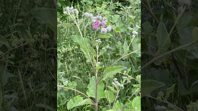 #лопух #репейник #arctium #лопух #репейник #arctium