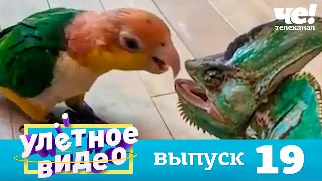 Улетное видео | выпуск 19 Улетное видео | выпуск 19