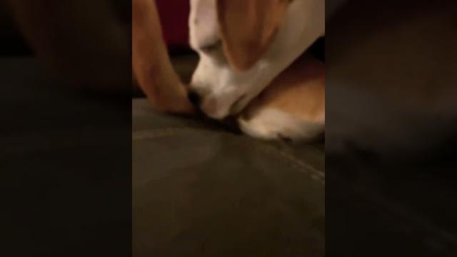 Extreme is licking her butt Extreme is licking her butt