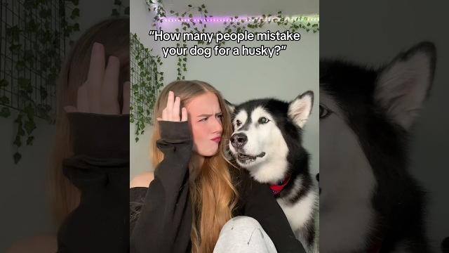 Mishka would like to inform you that she is in fact a malamute #alaskanmalamute #husky #funny Mishka would like to inform you that she is in fact a malamute #alaskanmalamute #husky #funny