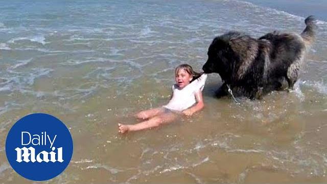 Adorable moment hero dog 'rescues' girl who is playing in the sea Adorable moment hero dog 'rescues' girl who is playing in the sea