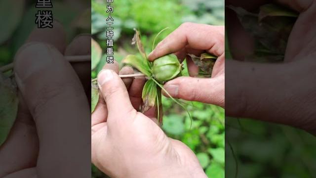 你知道什么是山竹重楼果吗?#asmr #自然音效 你知道什么是山竹重楼果吗?#asmr #自然音效