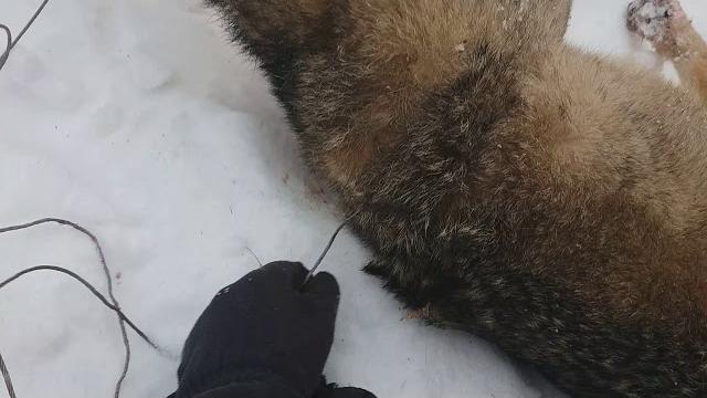 Петля на волка Петля на волка