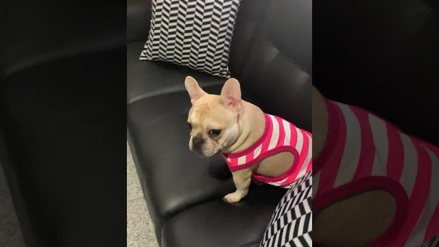 Tequila the frenchie Tequila the frenchie