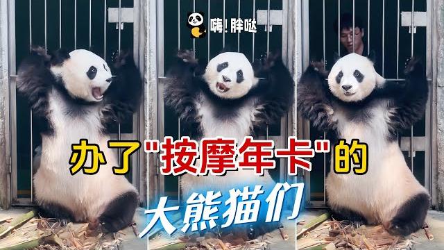 大熊猫也爱按摩?奶爸兼职当按摩技师,熊猫客户都办了按摩年卡 大熊猫也爱按摩?奶爸兼职当按摩技师,熊猫客户都办了按摩年卡