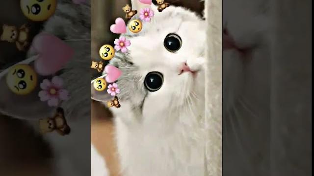 Short kucing lucu imut kawaipart 1 Short kucing lucu imut kawaipart 1
