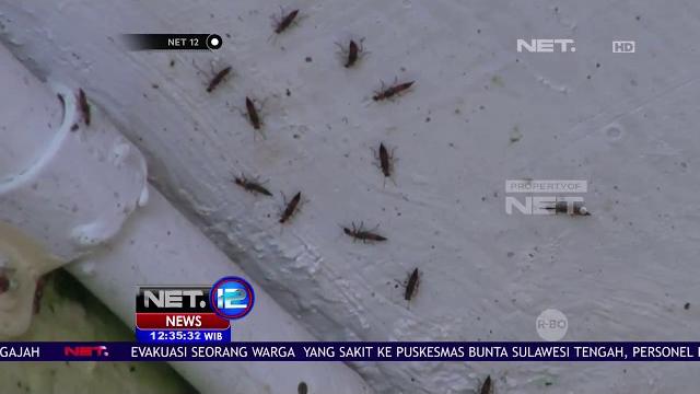 Atasi tomcat dengan cara alami - net12 Atasi tomcat dengan cara alami - net12