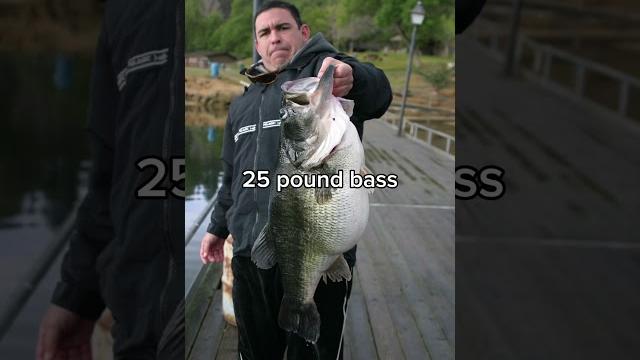 Giant rainbow trout #shorts #fishing #trout Giant rainbow trout #shorts #fishing #trout