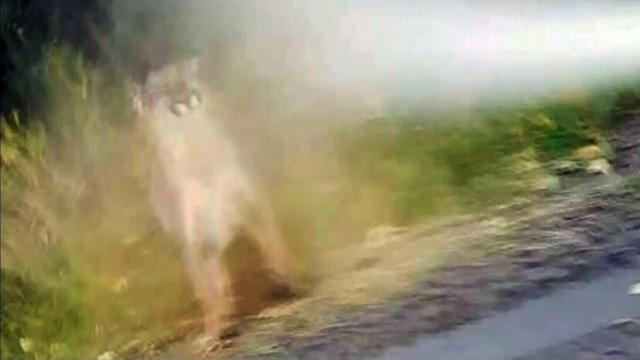 Caught on cam: jogger stops cougar attack with bear spray Caught on cam: jogger stops cougar attack with bear spray